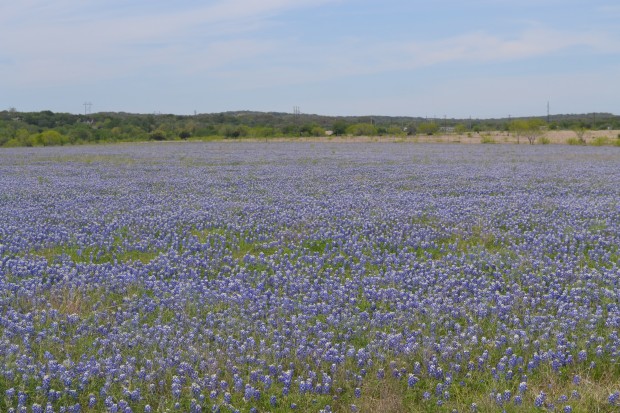 bluebonnets