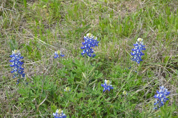 bluebonnets