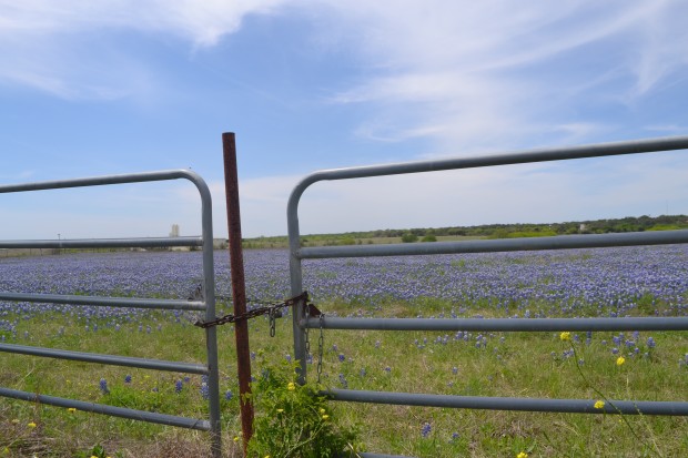 bluebonnets