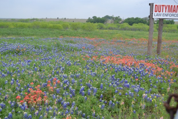 bluebonnets