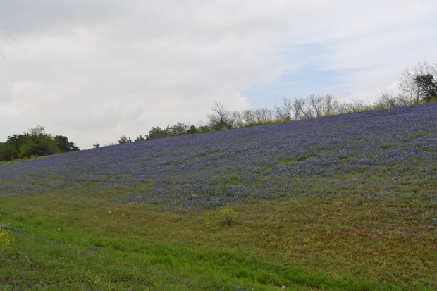 bluebonnets