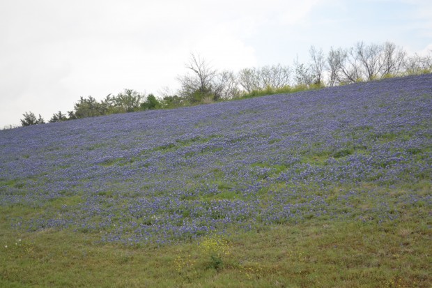 bluebonnets