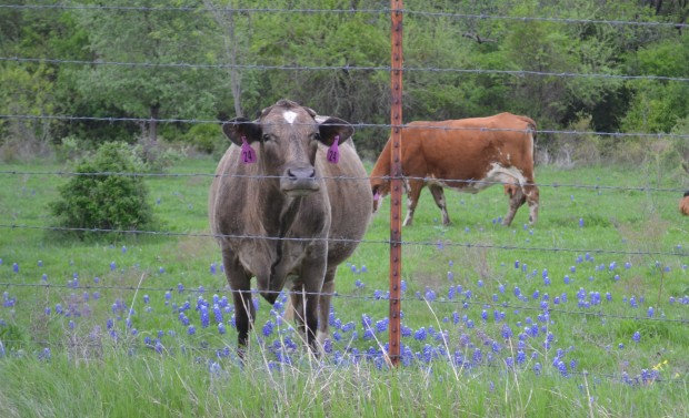 bluebonnets