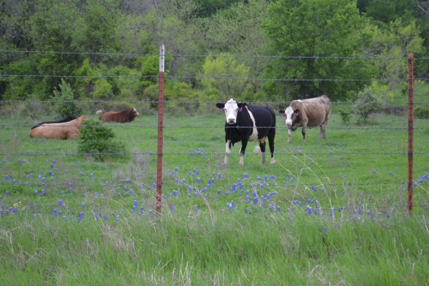 bluebonnets