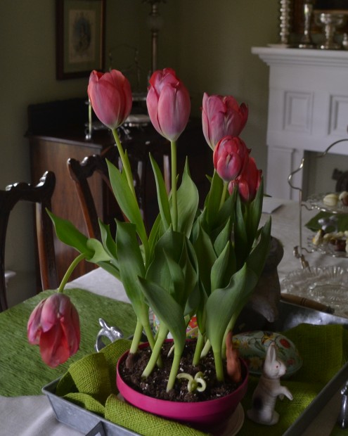 tulips