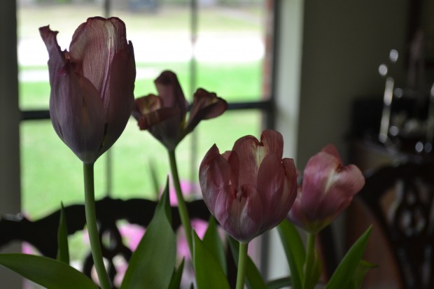 tulips