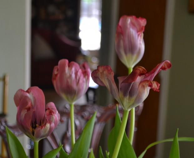 tulips