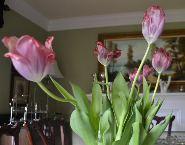 tulips