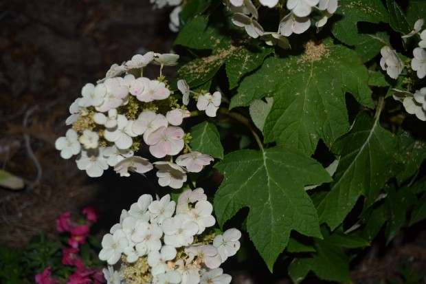 hydrangeas