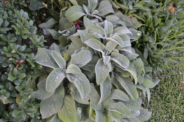 lambs ear