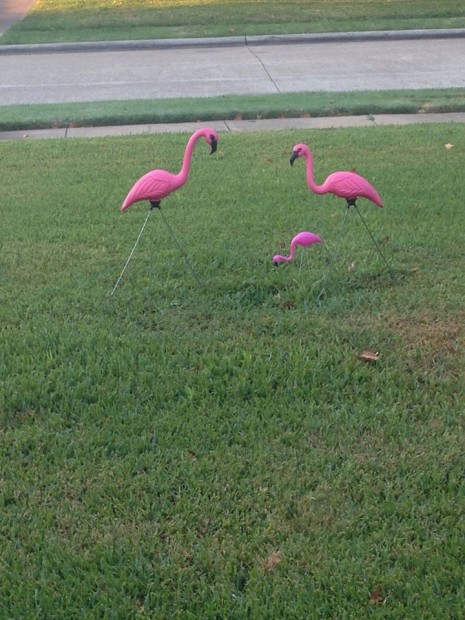 flamingo28