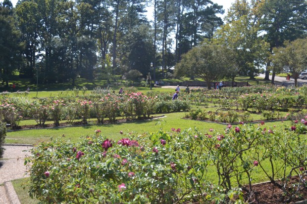 Tyler Rose Garden