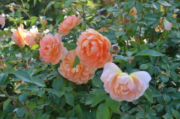 Tyler Rose Garden