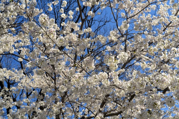 Dallas Blooms 2015