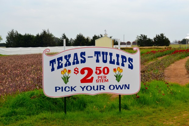 Texas Tulips