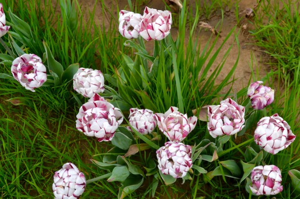 Texas Tulips