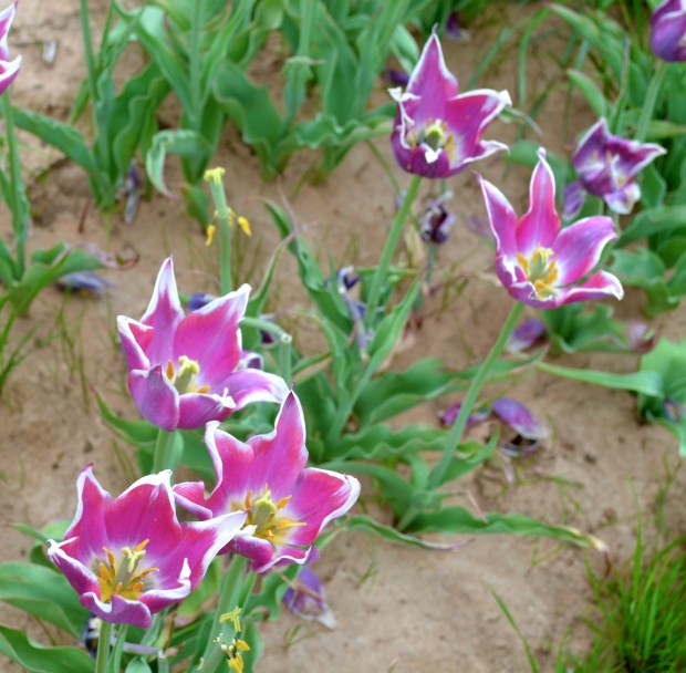 Texas Tulips