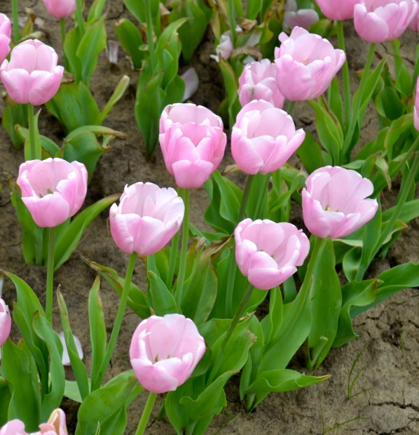 Texas Tulips