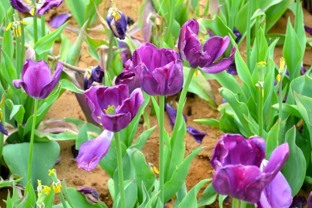 Texas Tulips