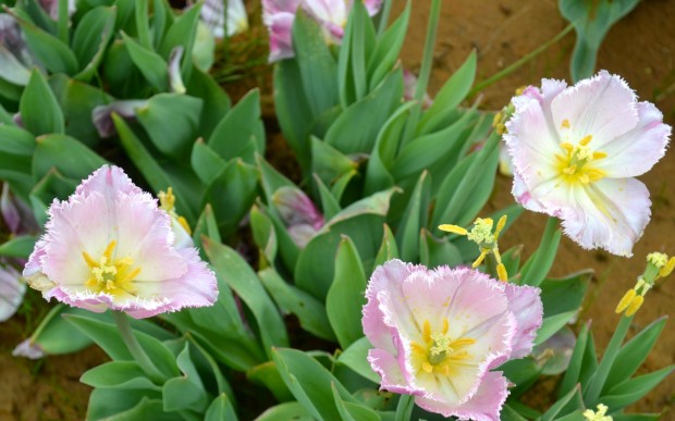 Texas Tulips