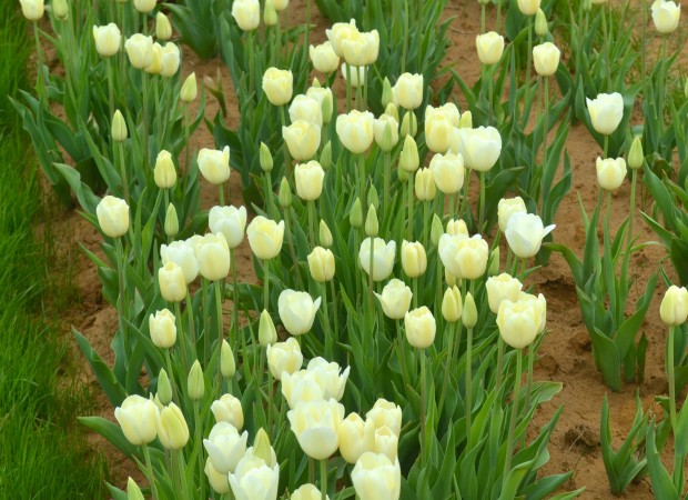 Texas Tulips