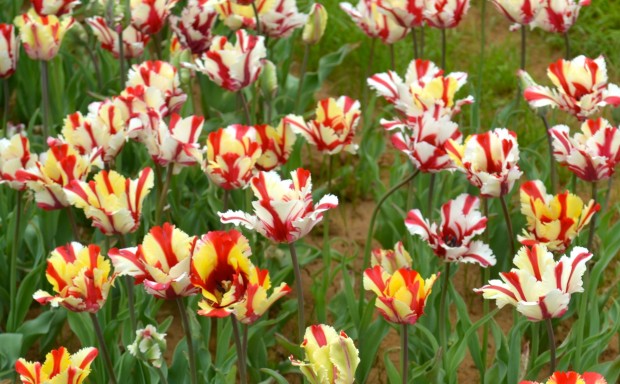 Texas Tulips