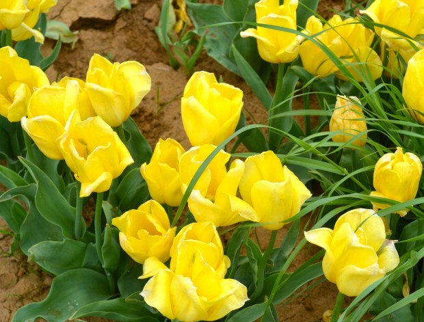 Texas Tulips