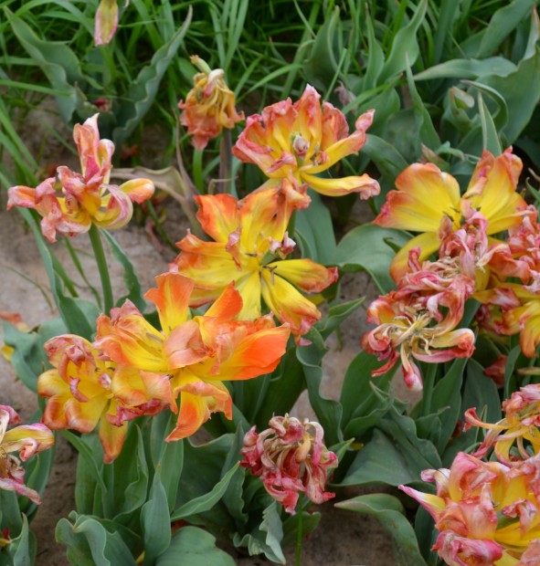 Texas Tulips