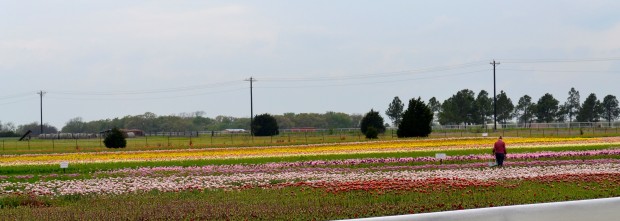 Texas Tulips