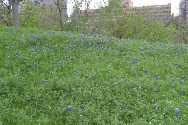 bluebonnets