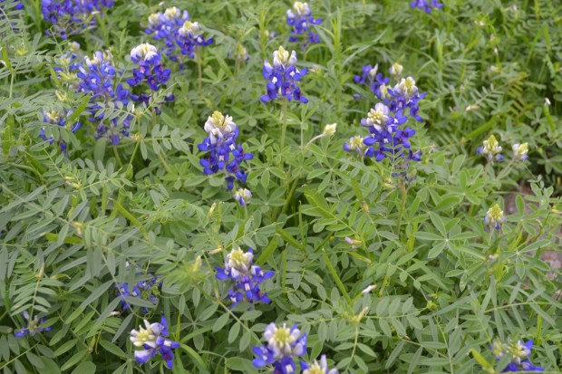 bluebonnets