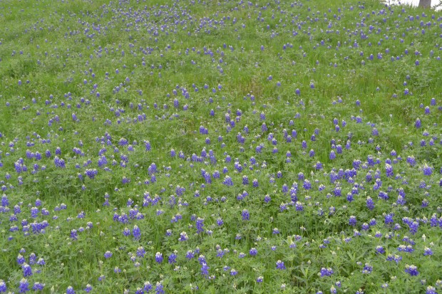 bluebonnets