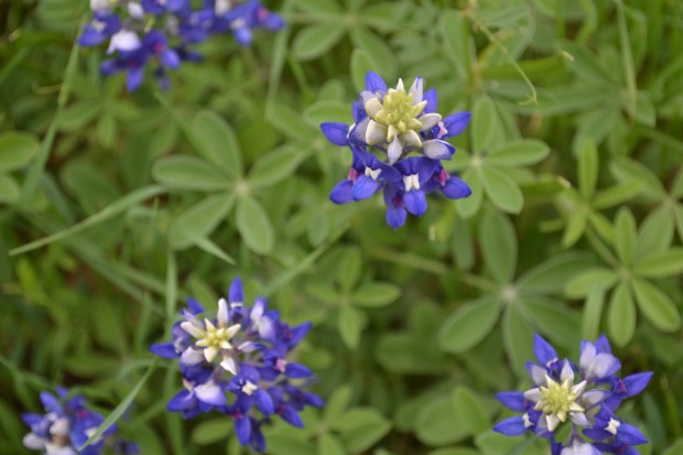 bluebonnets