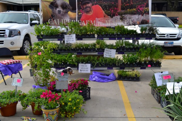 St Michael's Farmers Market