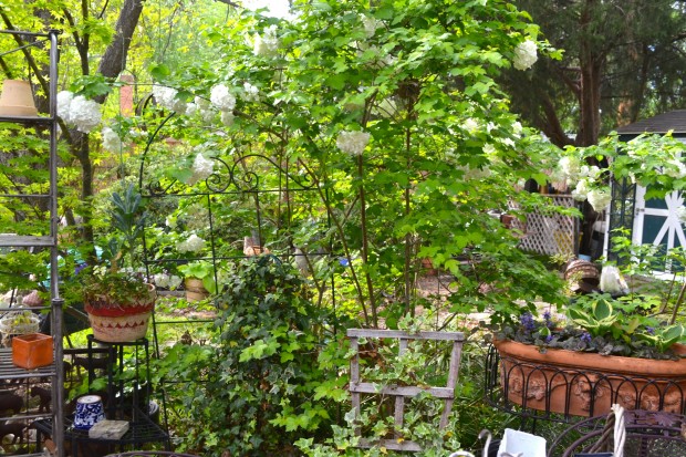 Miss Jane's Garden