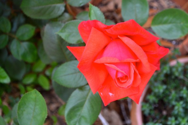 roses